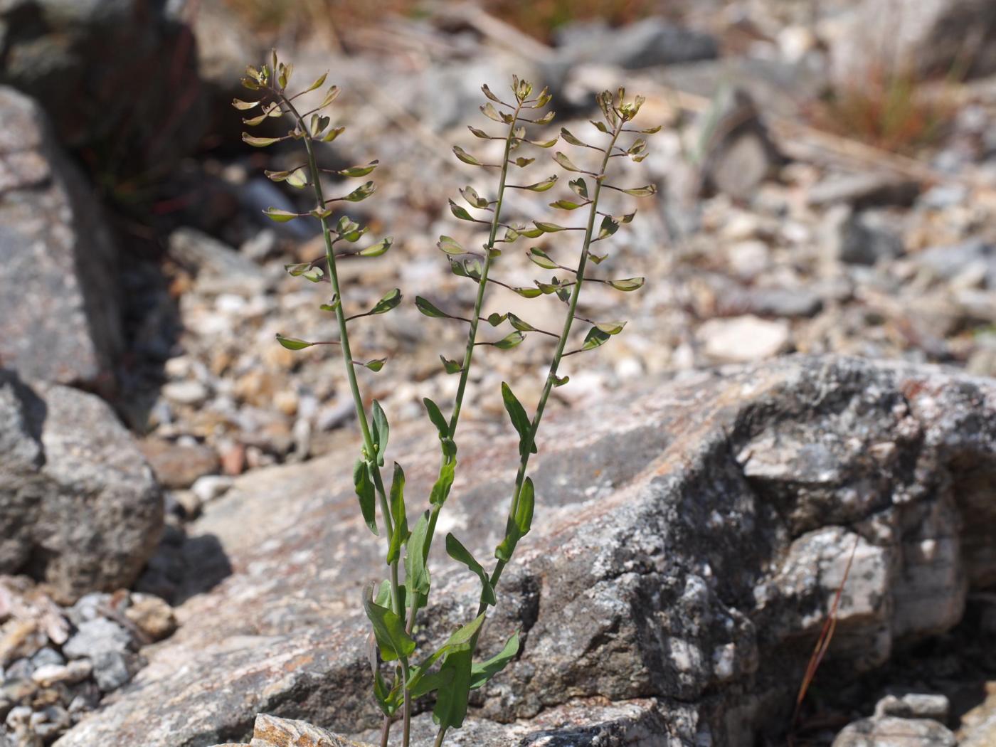 Tabouret, (Short-petalled) plant